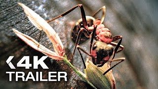 Insekten - Helden im Verborgenen