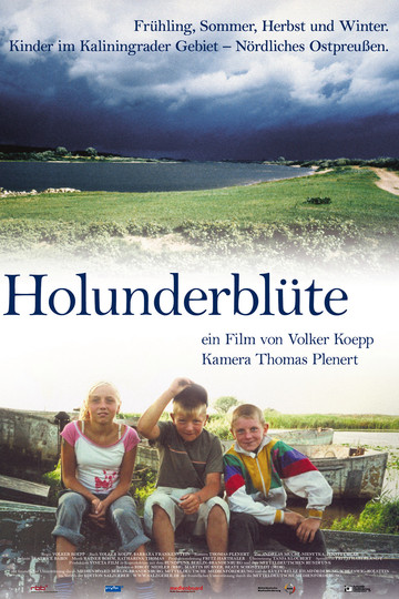 Holunderblüte